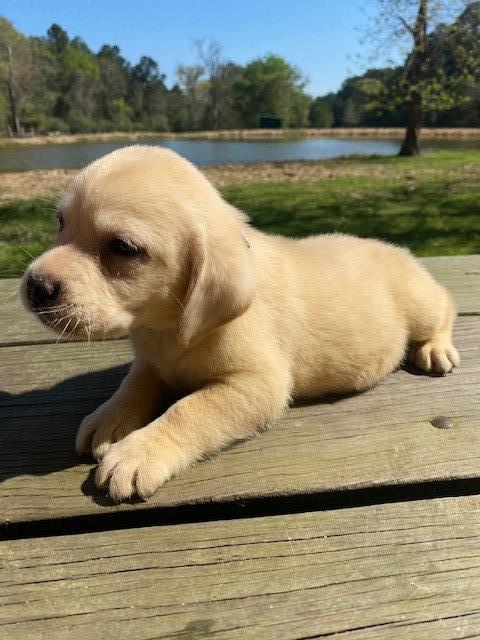 Labrador Retriever puppy for sale + 64604