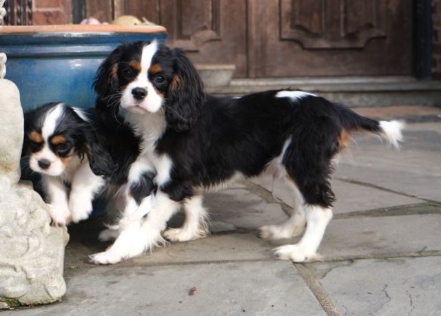 Cavalier King Charles Spaniel Female, Male puppies
