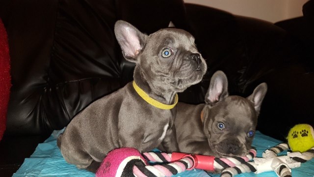 French Bulldog Puppies  Various Colors