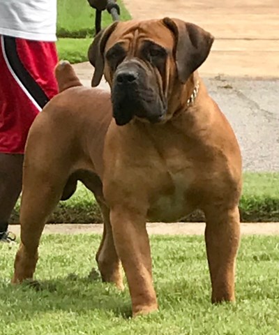 South Africa Boerboel