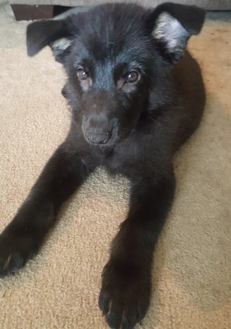 German Shepherd Puppies