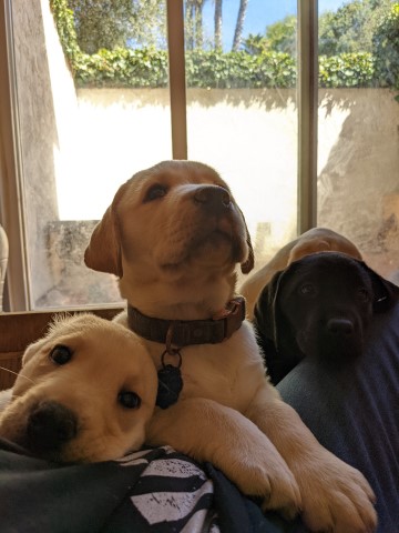 2 lab puppies for sale