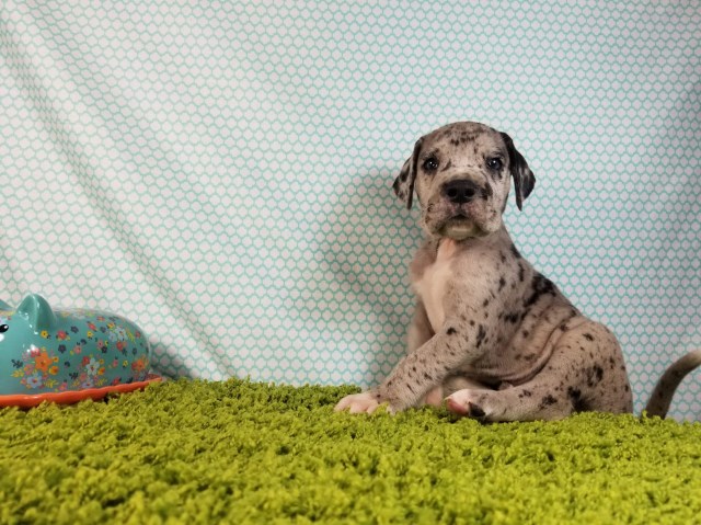Great Dane puppy for sale + 56181