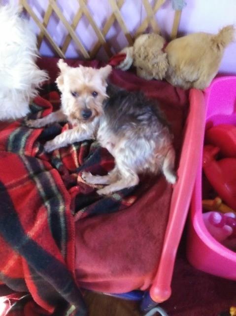 Yorkshire Terrier puppy for sale + 62581