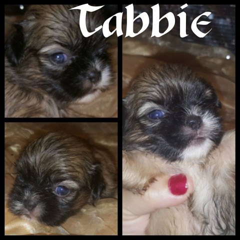 Shih Tzu puppy for sale + 49717