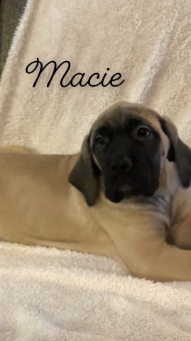 Mastiff puppy for sale + 59757