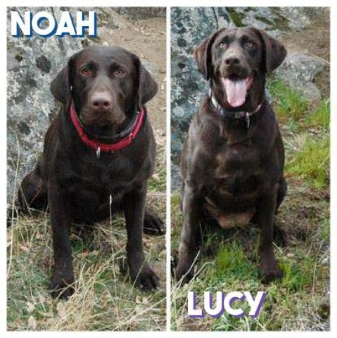 Chocolate Labrador Puppies/Solid Hunt Test-Field Trials Pedigrees