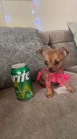 Chihuahua Female Small Puppy Chihuahua for sale/adoption