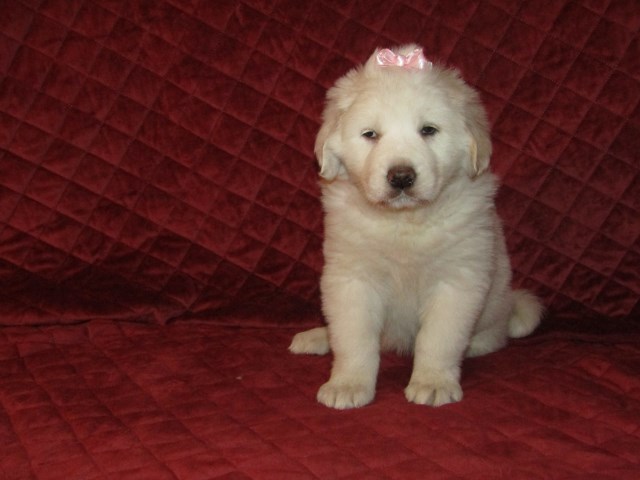 Newfoundland Dog puppy for sale + 55114