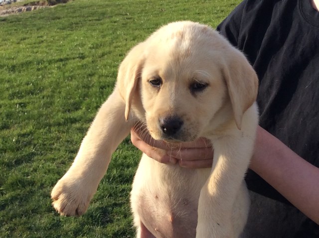 AKC Registered Lab Puppies...Yellow, Black, and Chocolate.   Absolutely perfect!