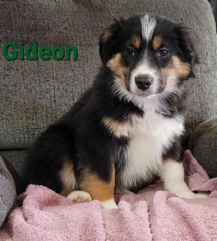 Miniature Australian Shepherds, born February 6. Call 231 924 6339