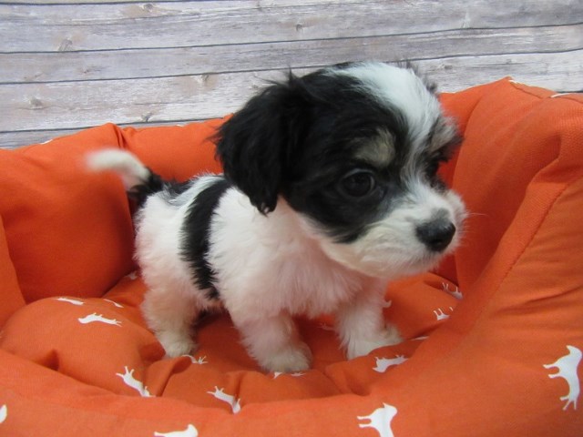 Shih Tzu puppy for sale + 47667