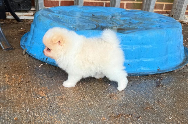 Pomeranian puppy for sale + 67189