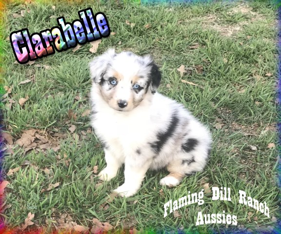 Miniature Australian Shepherd puppy for sale + 52043