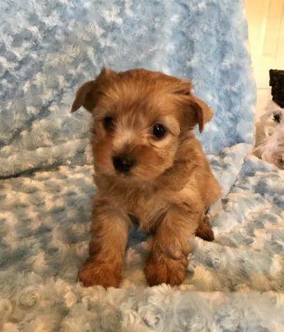 Male AKC YORKSHIRE TERRIER