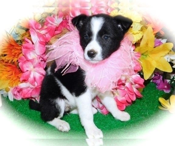 Chicago FARM Collie Puppies... Prespoiled.