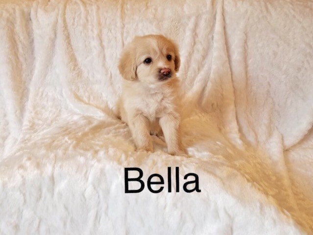 Shih Tzu puppy for sale + 52498