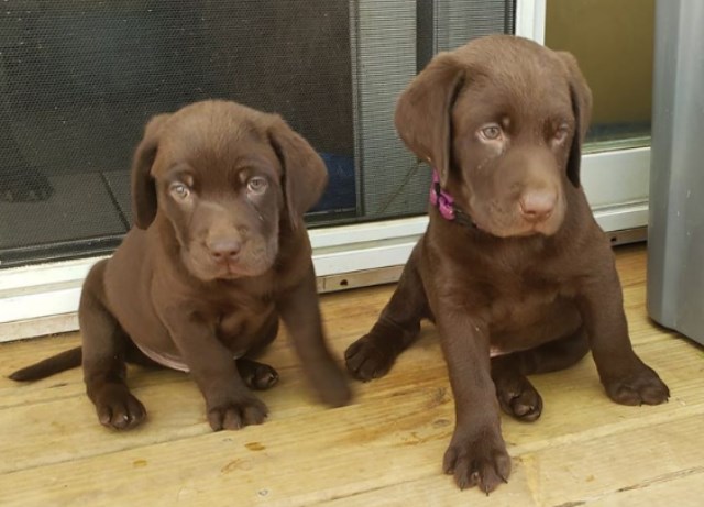 Two male Labrador Retriever Puppies ready to go!!!