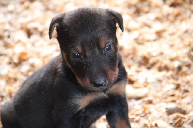 Czech Rott Puppies