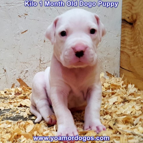 Dogo Argentino puppy for sale + 54869
