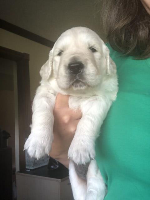 AKC Registered English Cream Retriever Puppy-last one left!