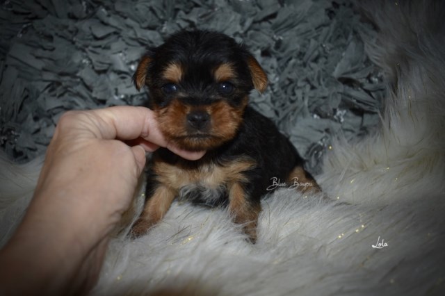 Yorkshire Terrier puppy for sale + 55163