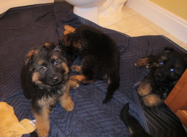 German Shepherd Dog puppy for sale + 59553