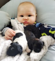 Akc Toy poodles Poodle Toy for sale/adoption