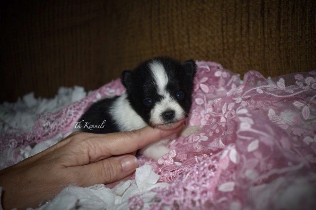 Pomeranian puppy for sale + 54056