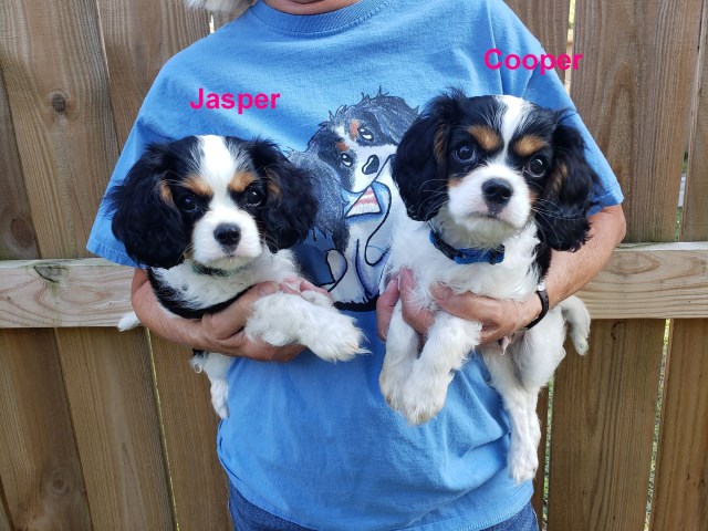 Cavalier King Charles Spaniel Puppies ~ AKC ~