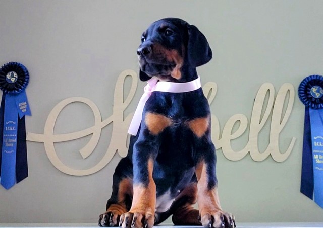 European Doberman puppies for sale