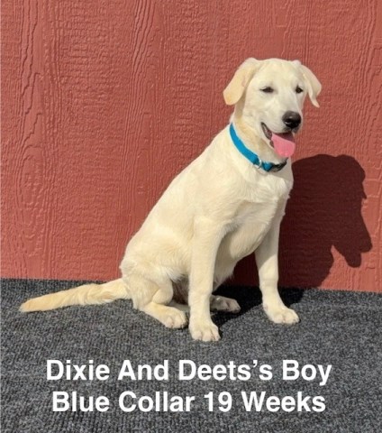 Labrador Retriever puppy for sale + 66807