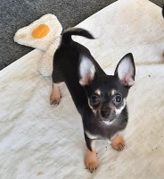 AKC boy limited charting to be 5.5lbs reduced price Chihuahua for sale/adoption