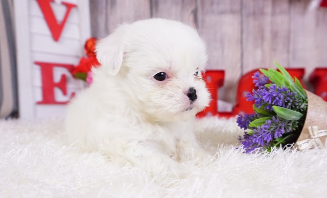 Shihtzu Puppy – Female - Molly ($1,400)