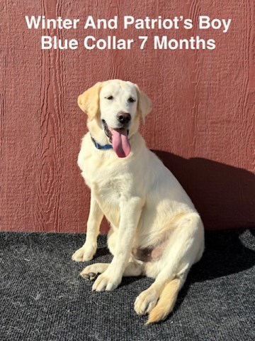 AKC White Male Long Hair And Standard Coat Lab Puppies