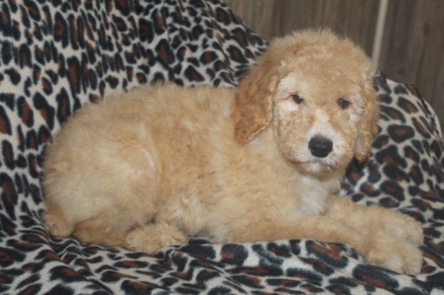 Poodle Standard puppy dog for sale in Fresno, Ohio