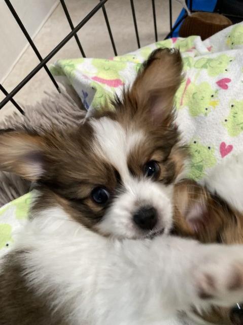 Papillon puppy for sale + 67282