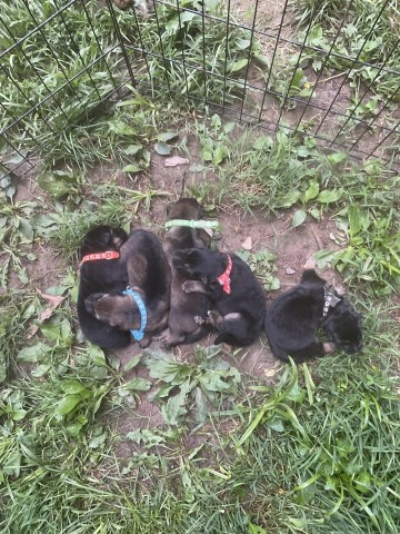 Ruby Claire’s Litter