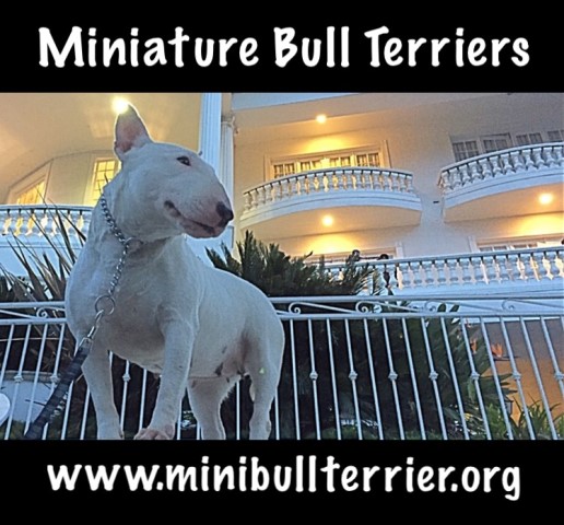 Miniature Bull Terrier Puppies - Top Quality Since 1996!