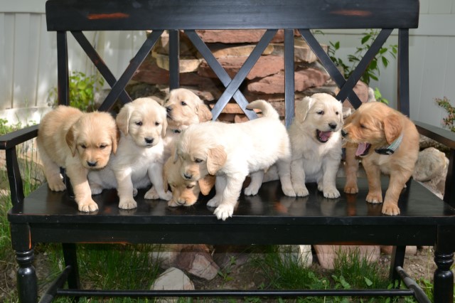 Golden Retriever puppy for sale + 62440