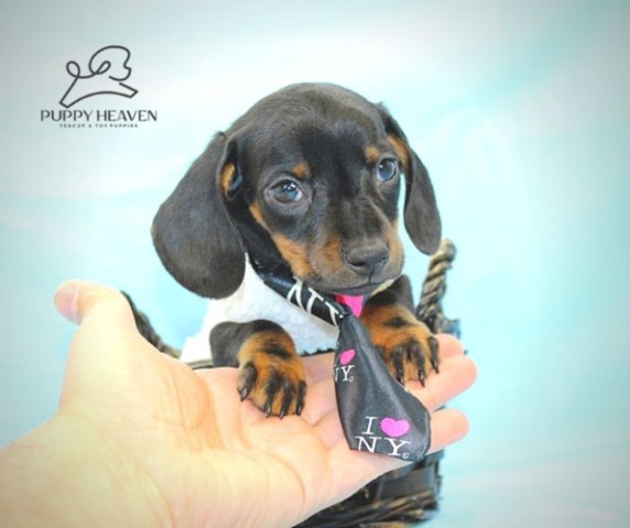 Dachshund puppy for sale + 61134