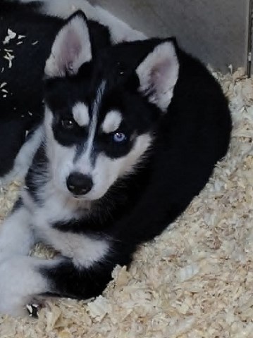 Siberian Husky puppy for sale + 67155
