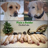 AKC LAB PUPPIES Labrador Retriever for sale/adoption
