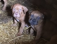 Dogue de Bordeaux 8 weeks old (French Mastiff) Black Mask Female Dogue De Bordeaux for sale/adoption