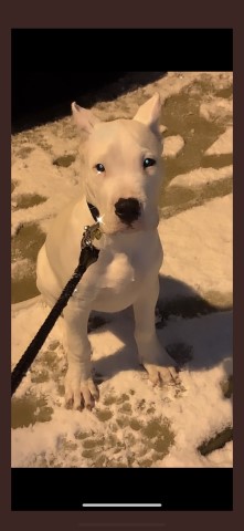 Dogo Argentino puppy for sale + 61993
