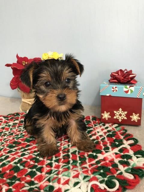 Yorkie puppy Female Male