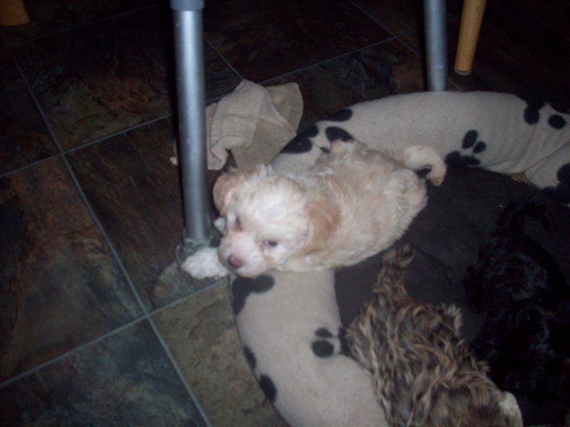 Yorddle or Poorkie what ever you call a cross between toy poodle and yorkie