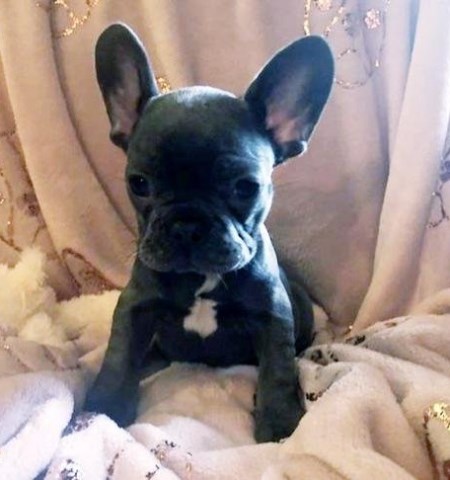 AKC Male/Female Blue/with White/Cream/Red Fawn, French Bulldog Puppies.