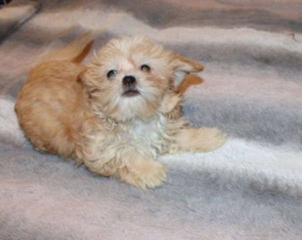 gold longcoat mi-ki male "Connor"