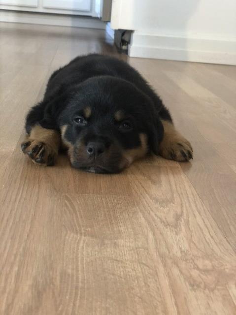 Rottweiler puppy for sale + 59649